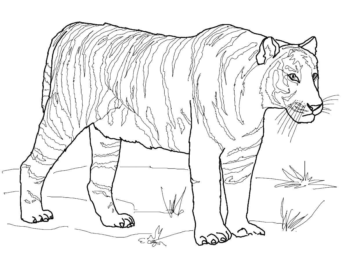 Розмальовки  Смугастий тигр. Завантажити розмальовку Дикі тварини, тигр.  Роздрукувати ,дикі тварини,