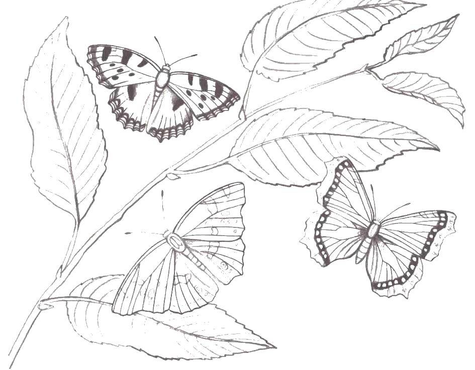 Название: Раскраска Бабочки. Категория: Природа. Теги: бабочки.