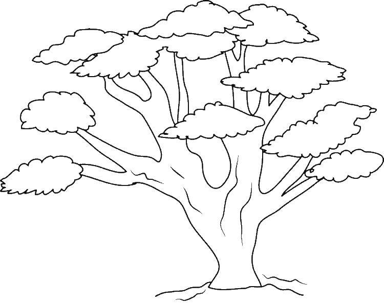 Coloring Big tree. Category Nature. Tags:  tree.