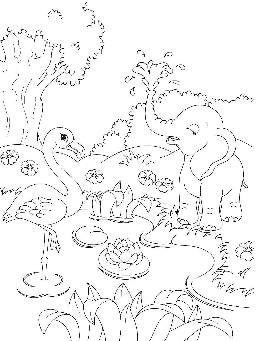 Название: Раскраска Фламинго и слон на болоте с кувшинками. Категория: Природа. Теги: фламинго, слон, болото, кувшинки.