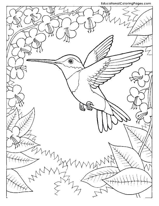 Coloring Hummingbird. Category birds. Tags:  hummingbirds, birds.