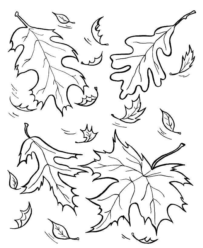 Coloring Maple leaves. Category leaves. Tags:  leaves.