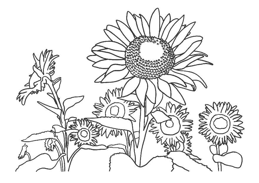 Coloring Sunflowers. Category Nature. Tags:  sunflower.