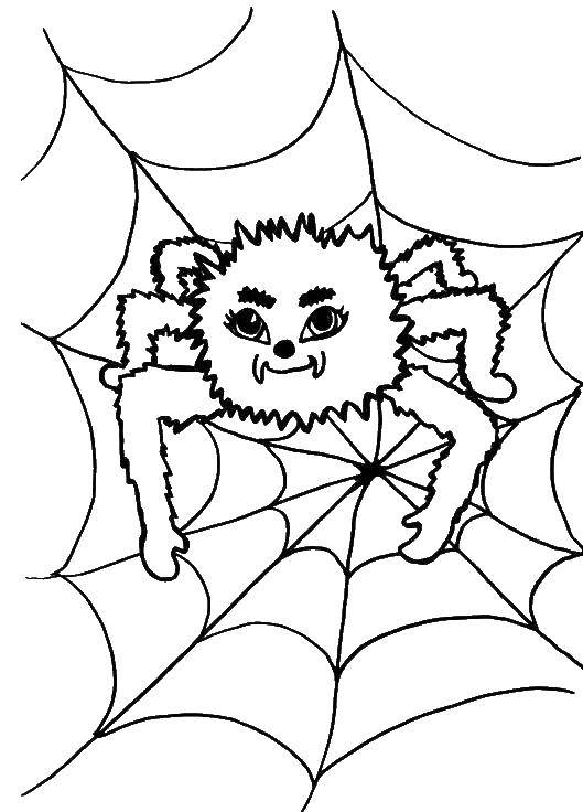 Coloring Angry spider. Category Coloring pages for kids. Tags:  Spider, web.