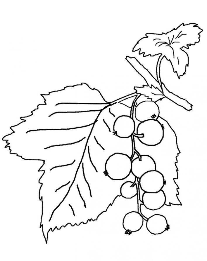 Coloring Currants. Category berries. Tags:  currants.