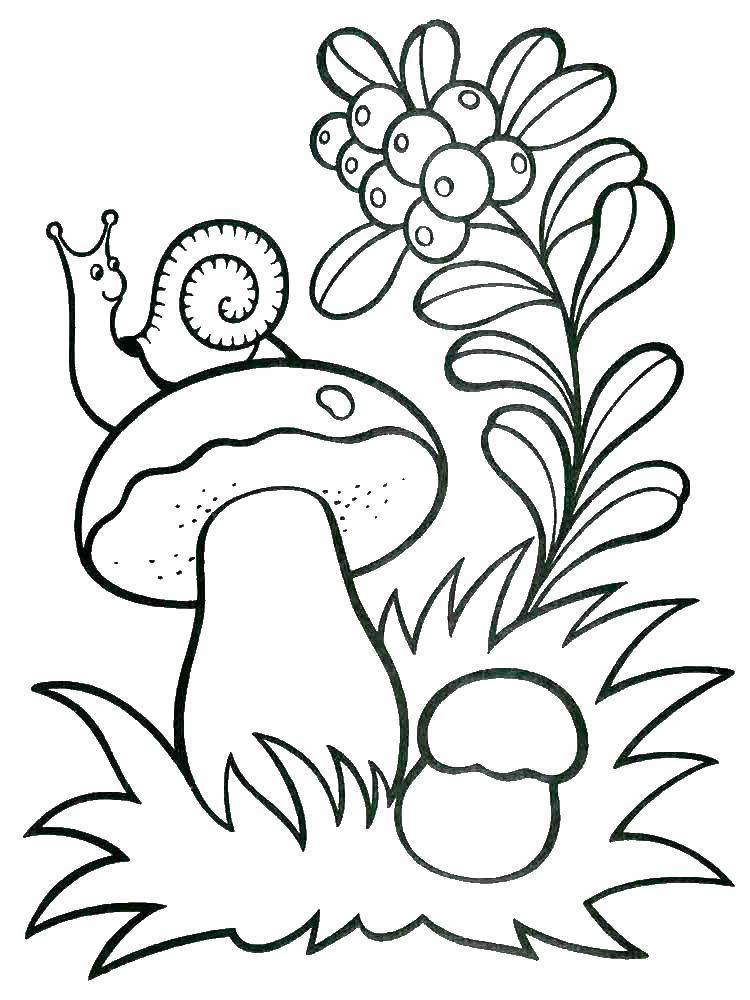 Coloring A snail on a mushroom. Category Coloring pages for kids. Tags:  Snail, mushrooms. favor, forest.