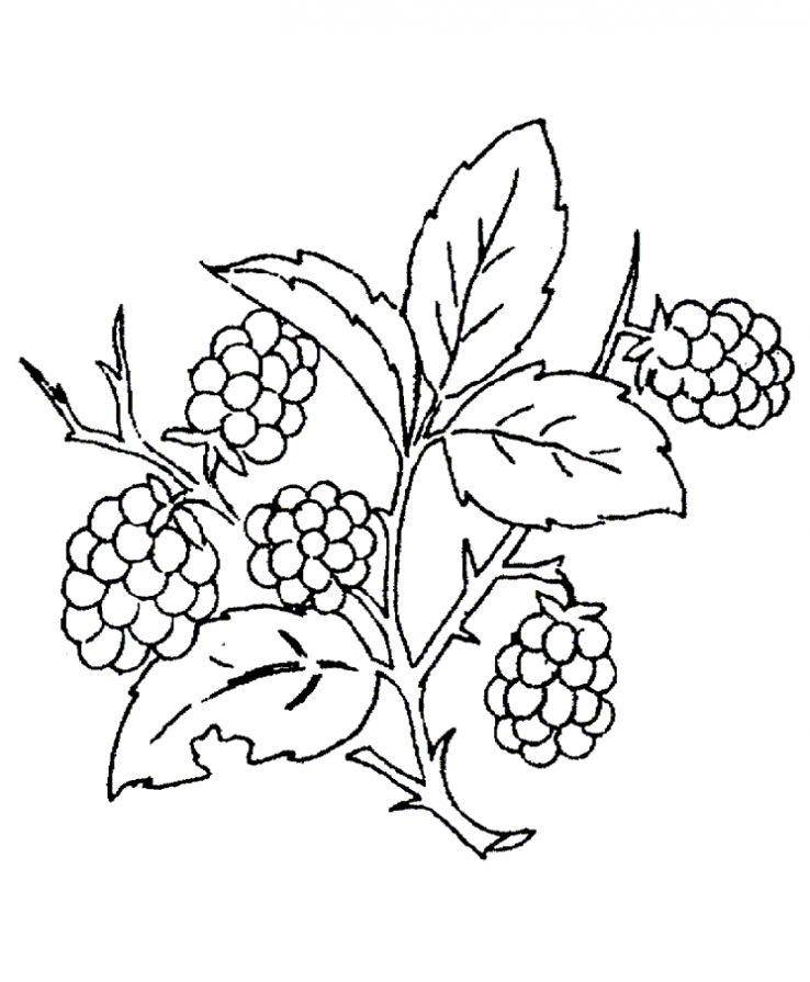 Coloring Branch of raspberry. Category berries. Tags:  raspberry .
