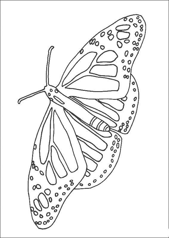 Название: Раскраска Бабочка. Категория: Природа. Теги: бабочка.