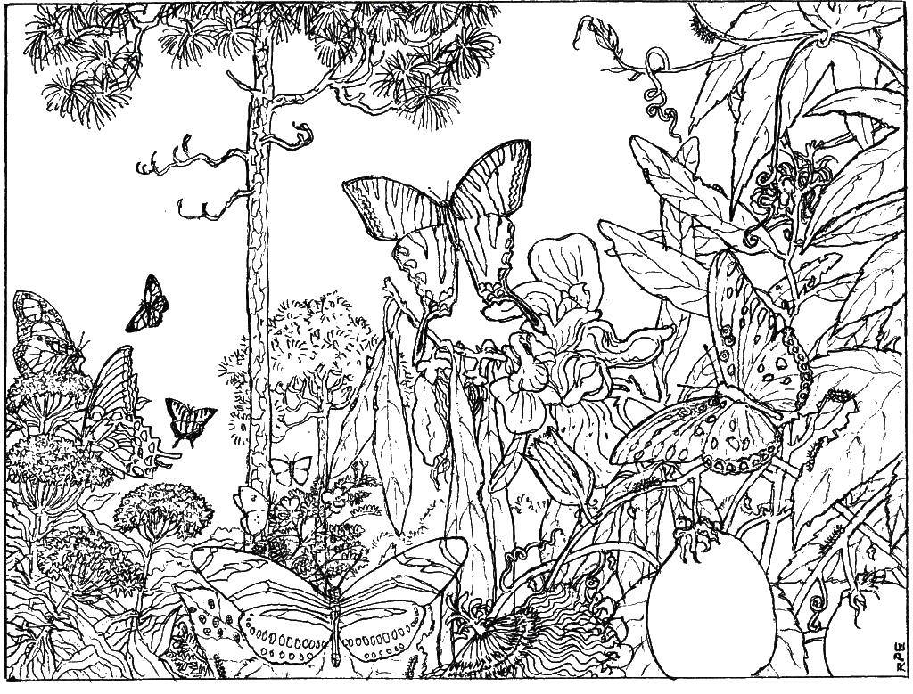 Название: Раскраска Бабочки в лесу. Категория: Природа. Теги: бабочки, лес.
