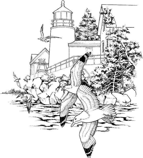 Название: Раскраска Чайки около маяка на побережье. Категория: Природа. Теги: чайки, берег, маяк.