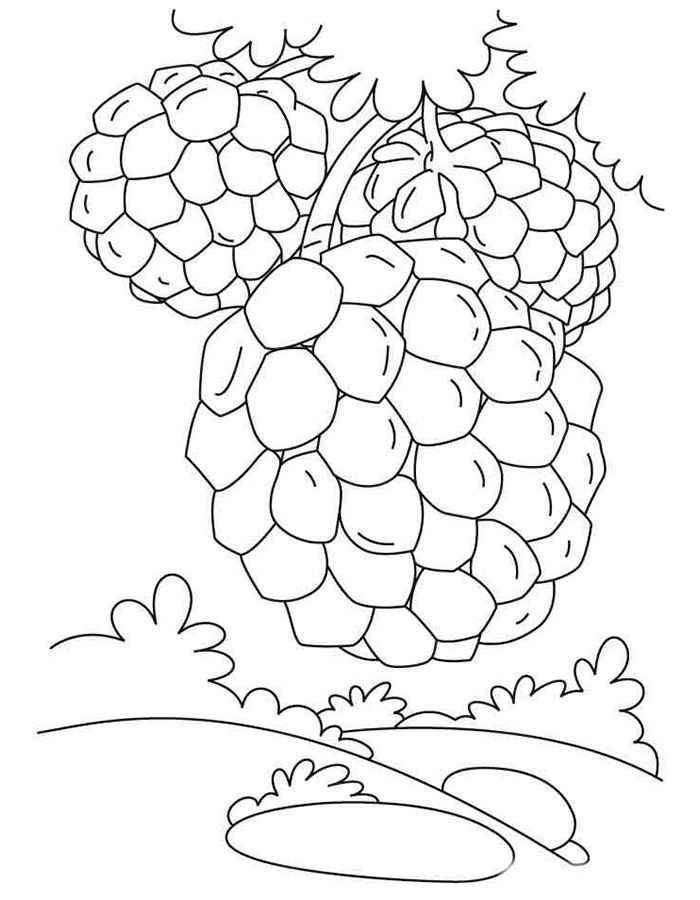 Coloring BlackBerry. Category berries. Tags:  BlackBerry.