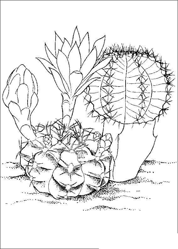 Coloring Cacti. Category flowers. Tags:  cactus, flowers.