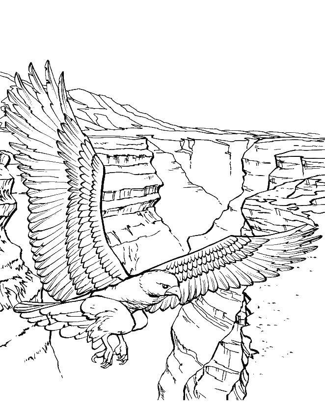 Coloring Eagle in the mountains. Category Nature. Tags:  eagle, mountains.
