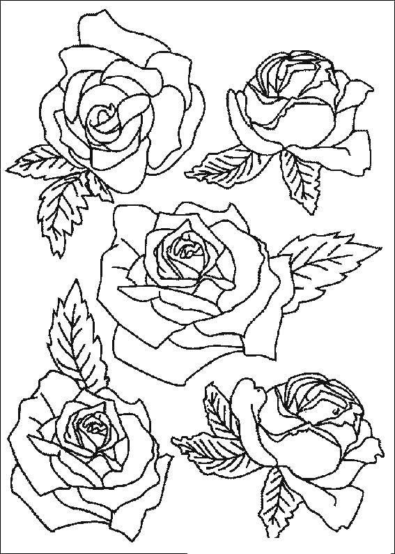 Название: Раскраска Розы. Категория: цветы. Теги: розы.
