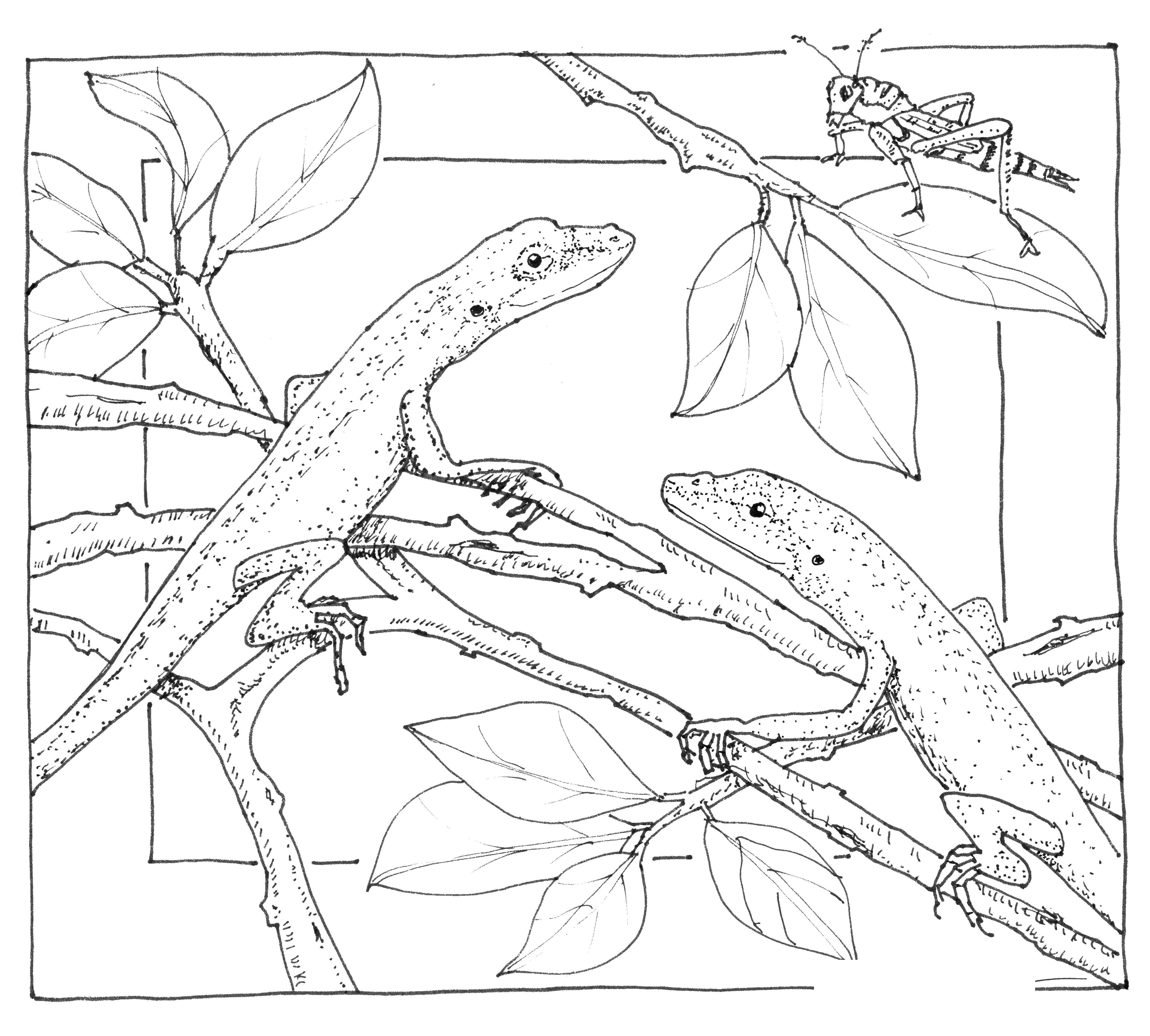 Coloring Lizards. Category Animals. Tags:  the lizard.