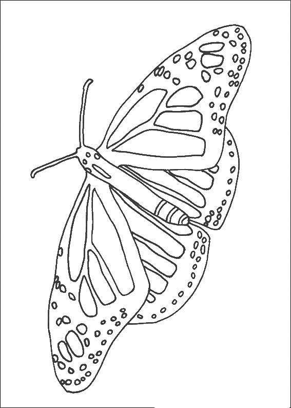Coloring Unusual butterfly. Category butterflies. Tags:  Butterfly.