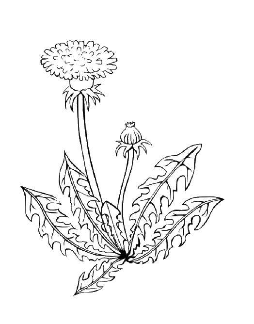 Название: Раскраска Одуванчик. Категория: цветы. Теги: одуванчик, цветы.