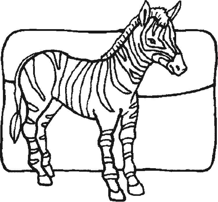 Название: Раскраска Полосатая зебра. Категория: Животные. Теги: Животные, зебра.