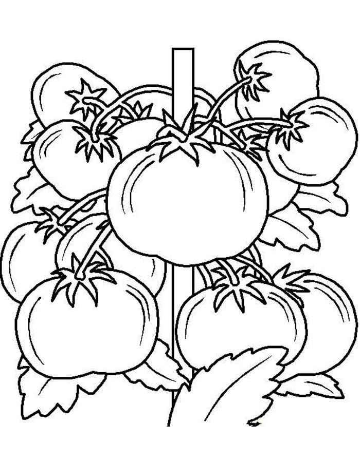 Coloring Tomatoes. Category vegetables. Tags:  tomato.