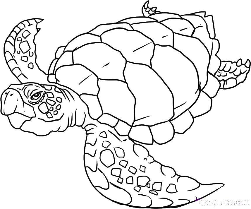 Coloring The wise turtle. Category marine. Tags:  Underwater world, turtle.