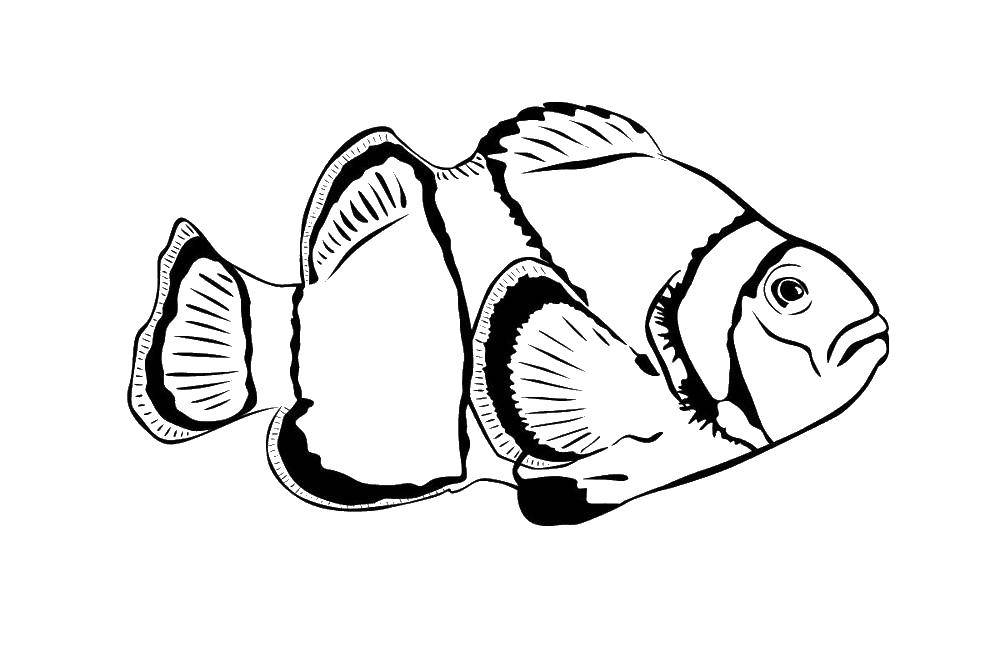 Название: Раскраска Сердитая рыбка. Категория: морское. Теги: Подводный мир, рыба.