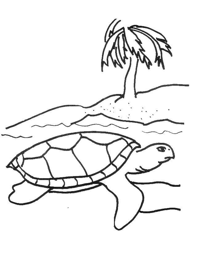 Название: Раскраска Черепашка ползёт по песчаному пляжу. Категория: морское. Теги: Подводный мир, черепаха.