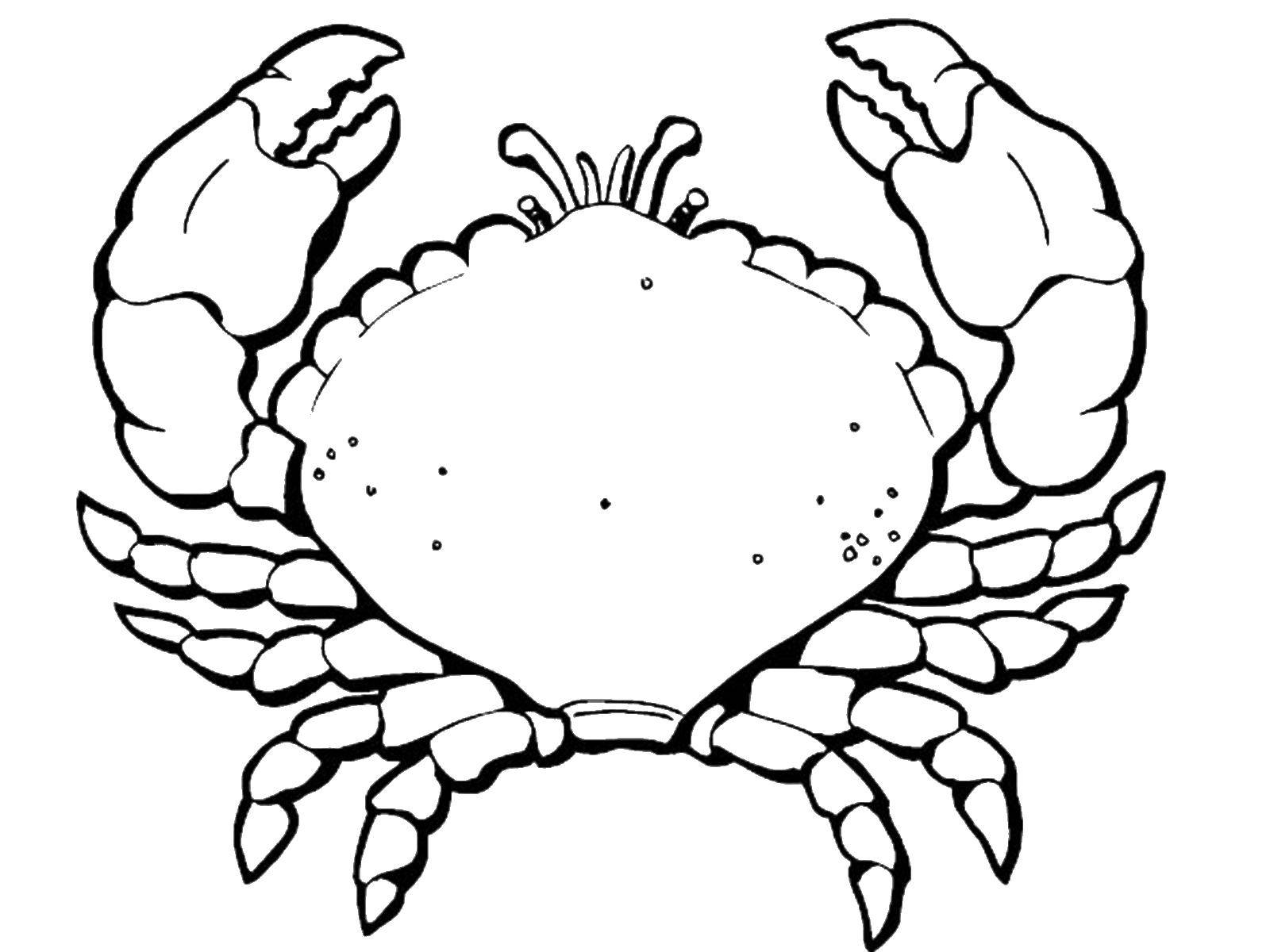 Coloring Crab. Category marine. Tags:  crab.