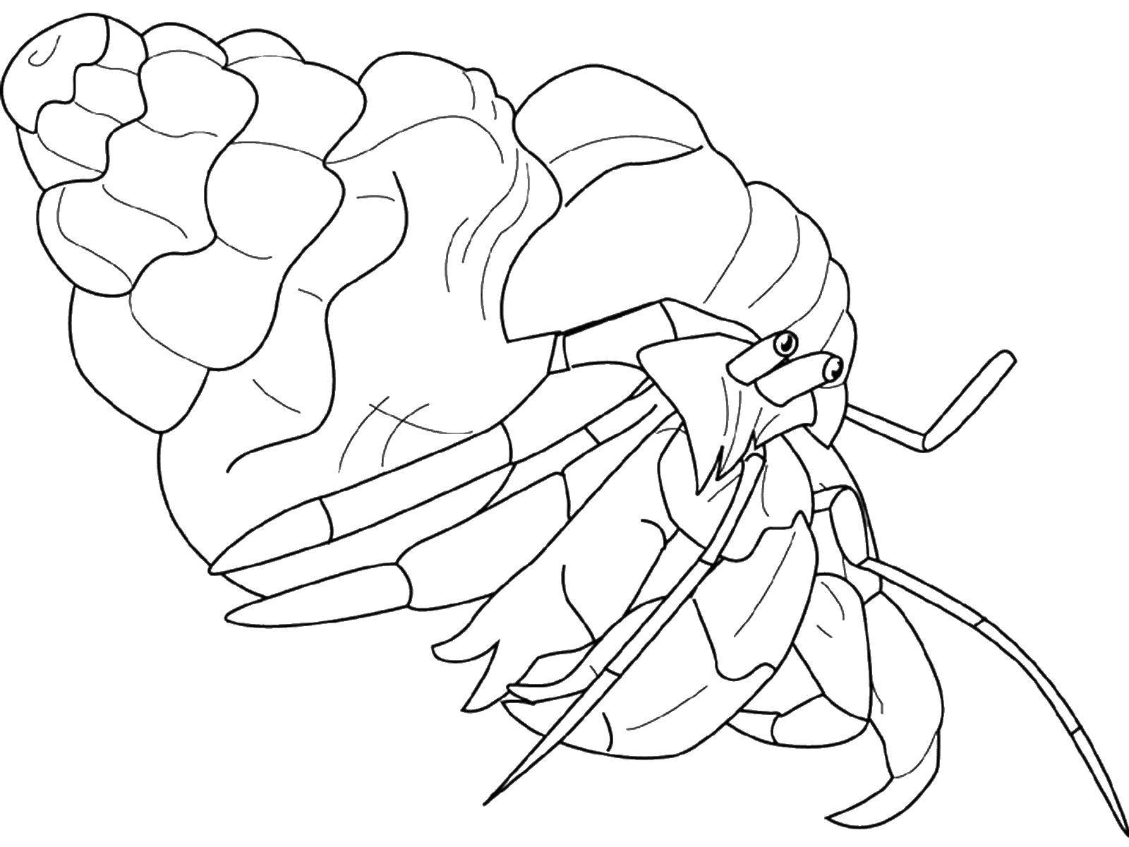 Coloring Crab. Category marine. Tags:  crab.