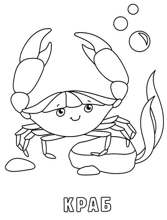 Coloring Crab. Category marine. Tags:  Crab.
