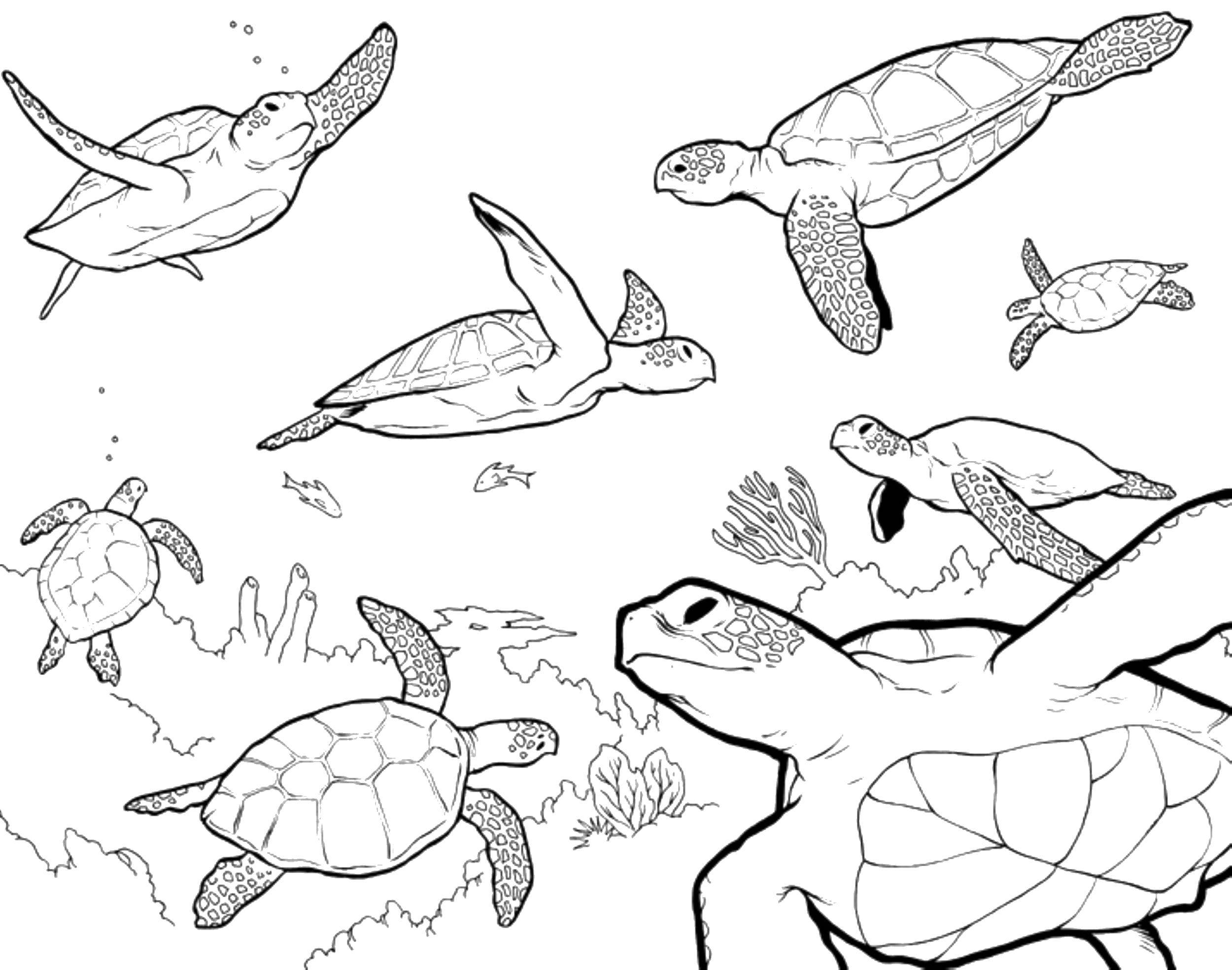 Название: Раскраска Множество морских черепах. Категория: морское. Теги: Подводный мир, черепаха.