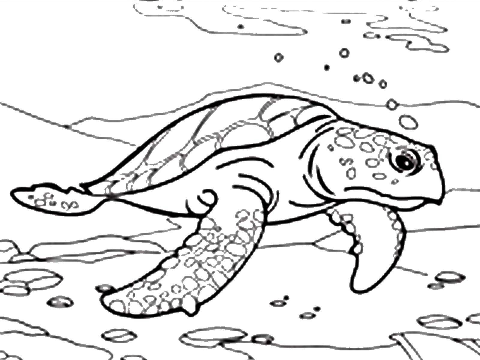 Название: Раскраска Морская черепаха. Категория: морское. Теги: море, черепаха.
