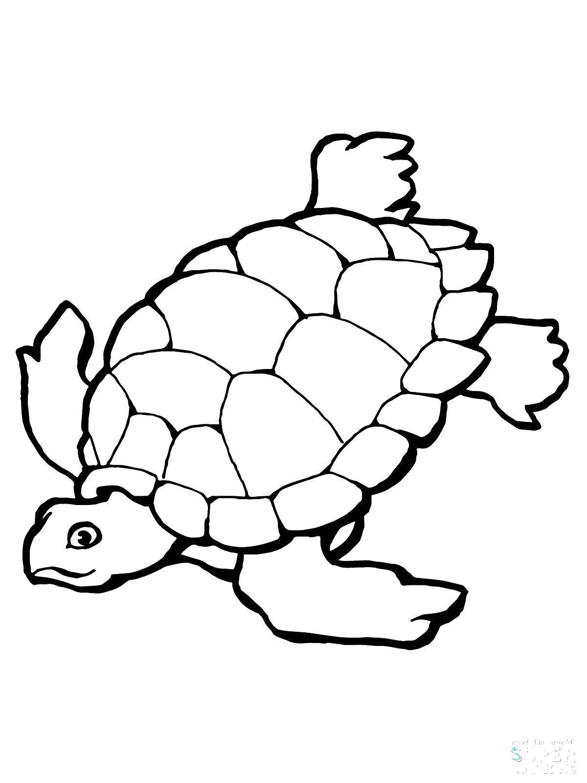 Название: Раскраска Морская черепашка. Категория: морское. Теги: Подводный мир, черепаха.