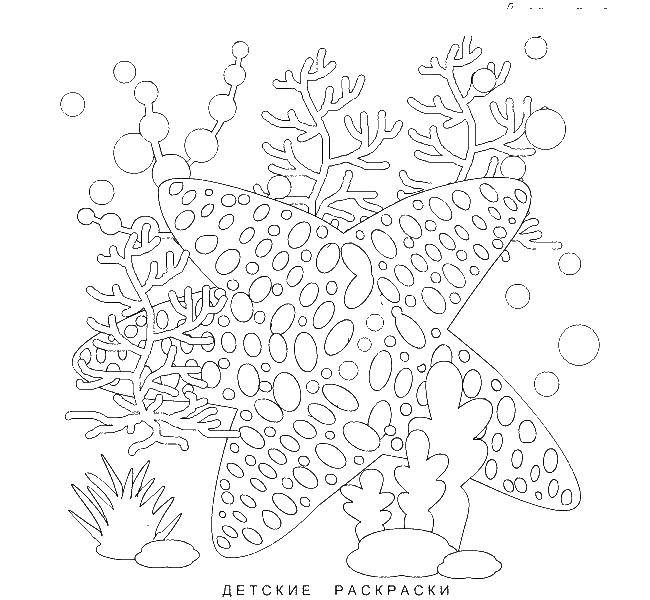 Coloring Starfish. Category marine. Tags:  star.