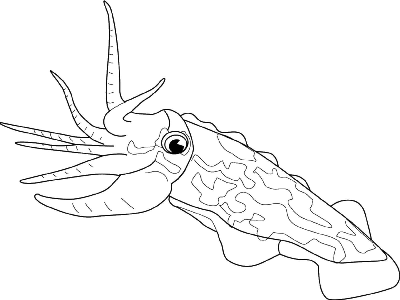 Coloring Octopus. Category marine. Tags:  octopus.