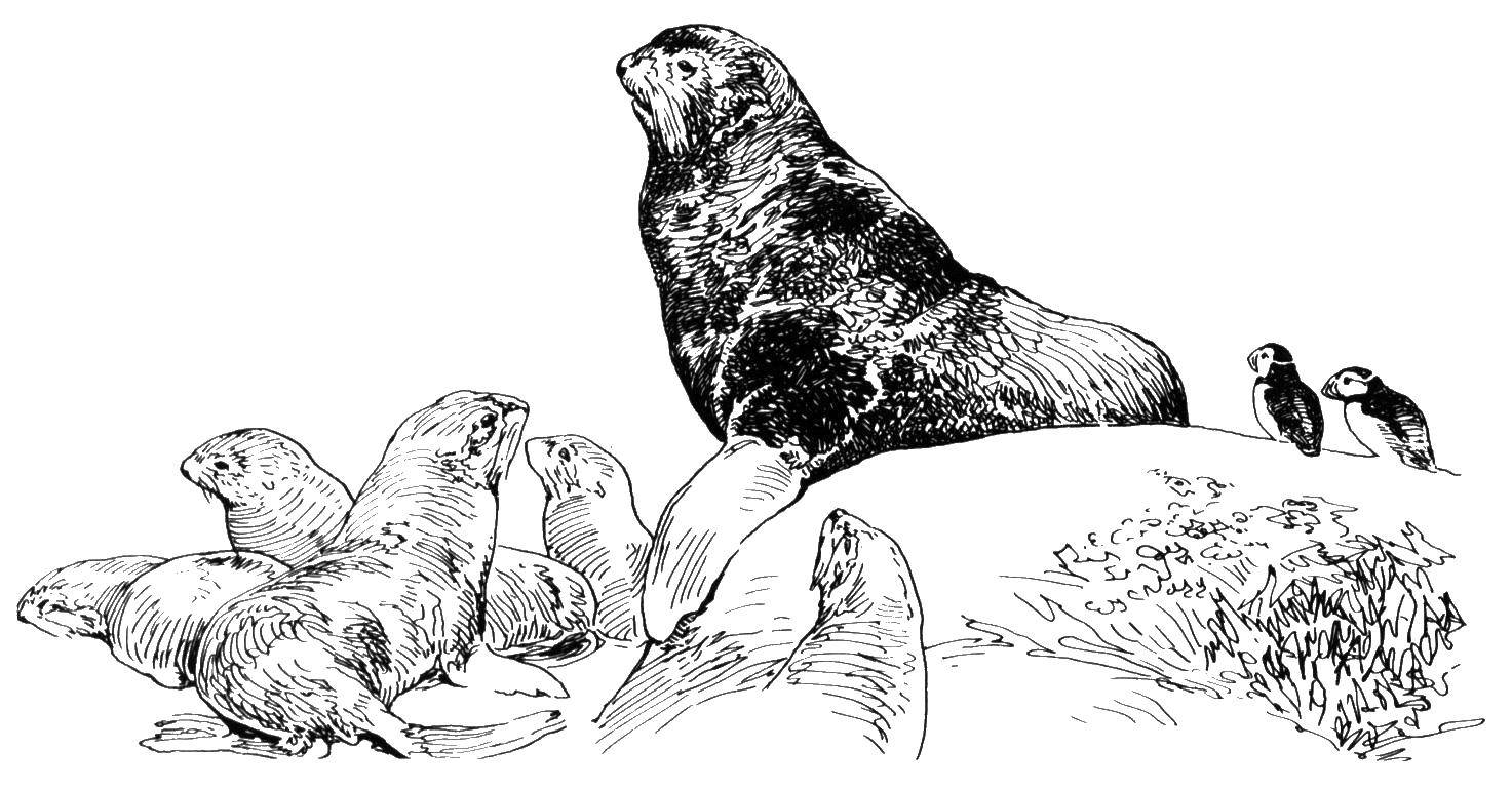 Название: Раскраска Тюлени. Категория: морское. Теги: тюлень, морж, лев.