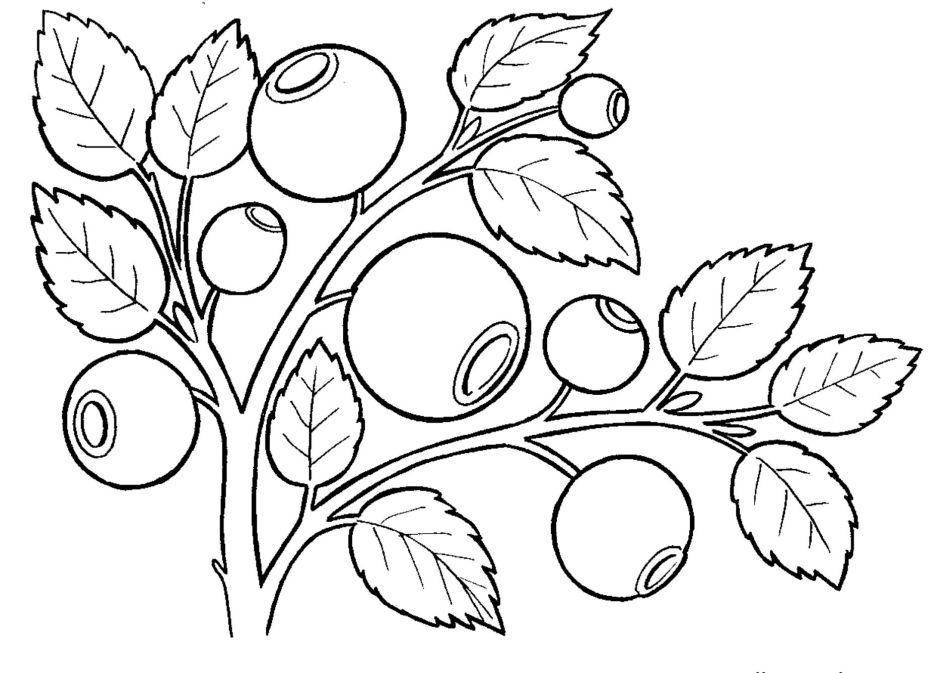 Coloring Berries of the forest. Category berries. Tags:  berry.