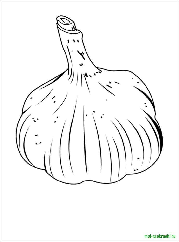 Coloring Head of garlic. Category vegetables. Tags:  garlic.