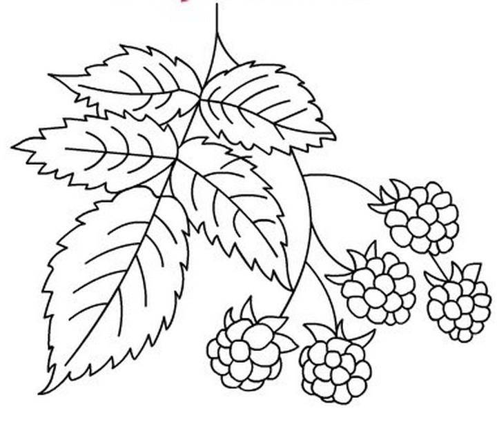 Coloring Raspberry. Category berries. Tags:  raspberry .