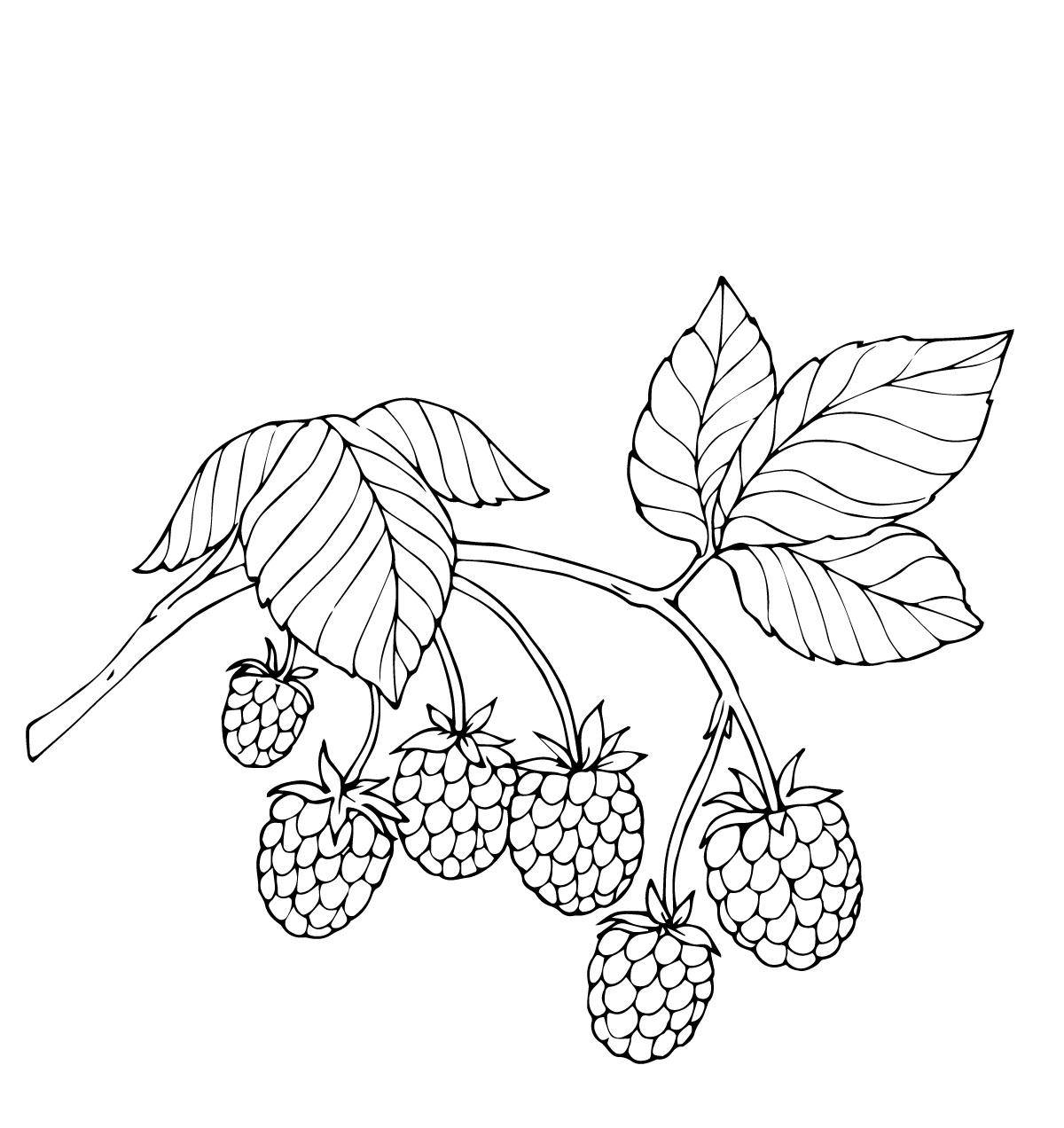 Название: Раскраска Малина. Категория: ягоды. Теги: малина.