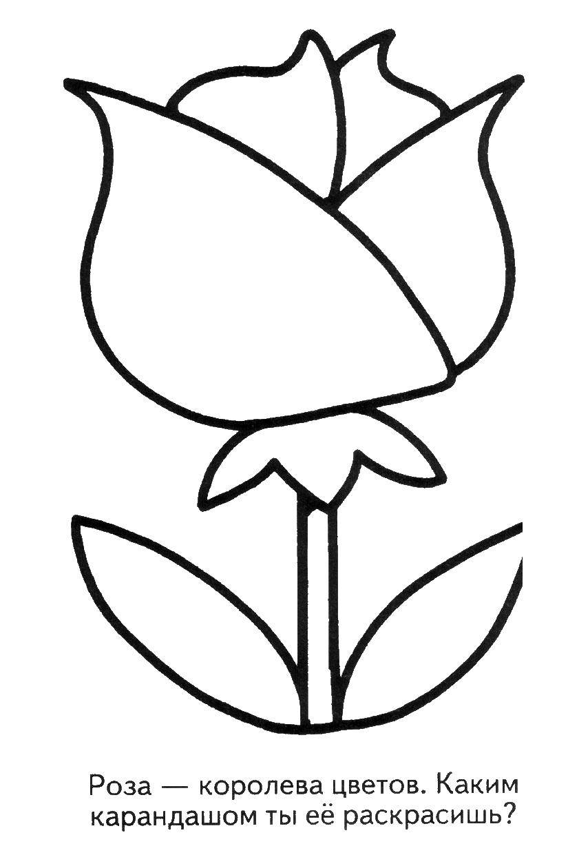 Coloring Rose. Category Coloring pages for kids. Tags:  Rose.