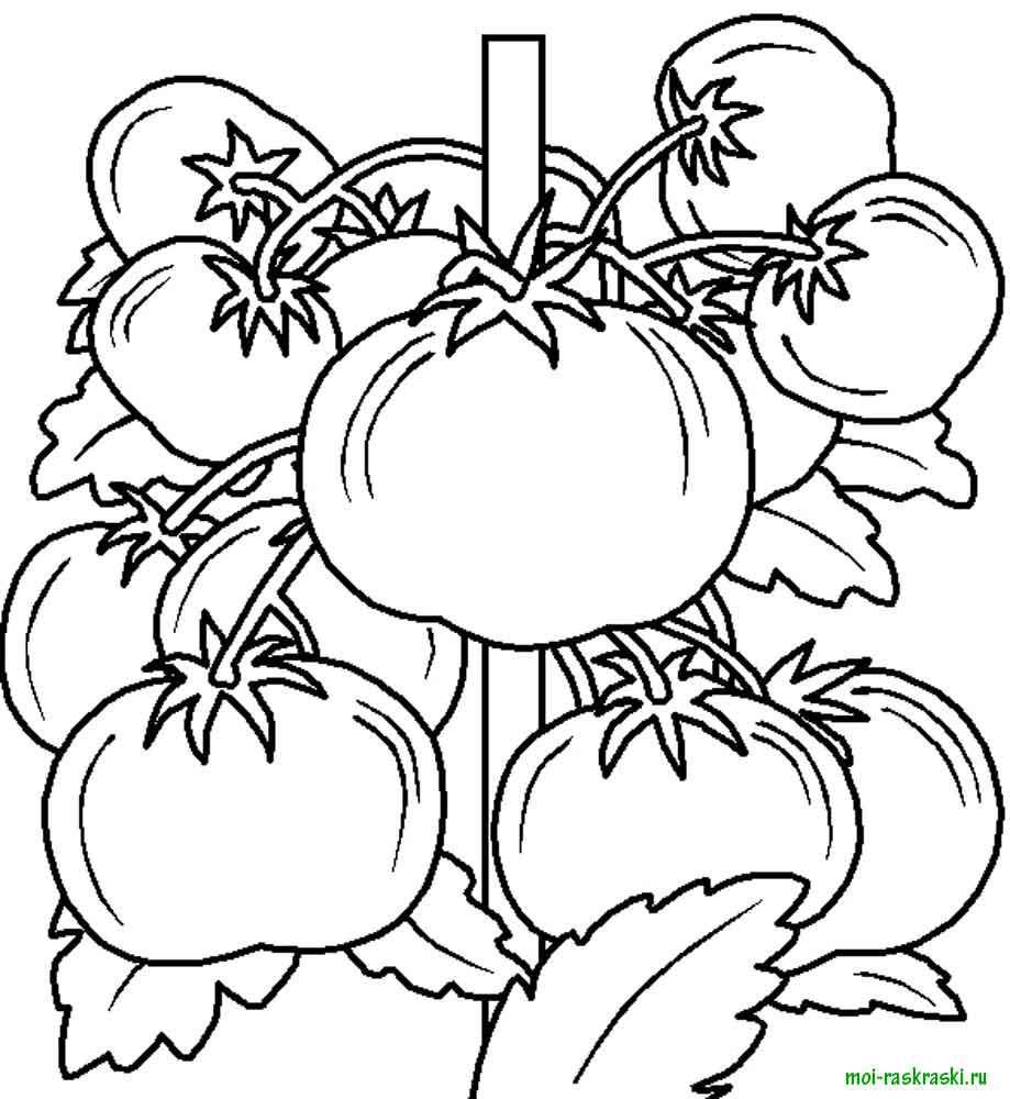 Coloring Branch of tomatoes. Category vegetables. Tags:  tomato.