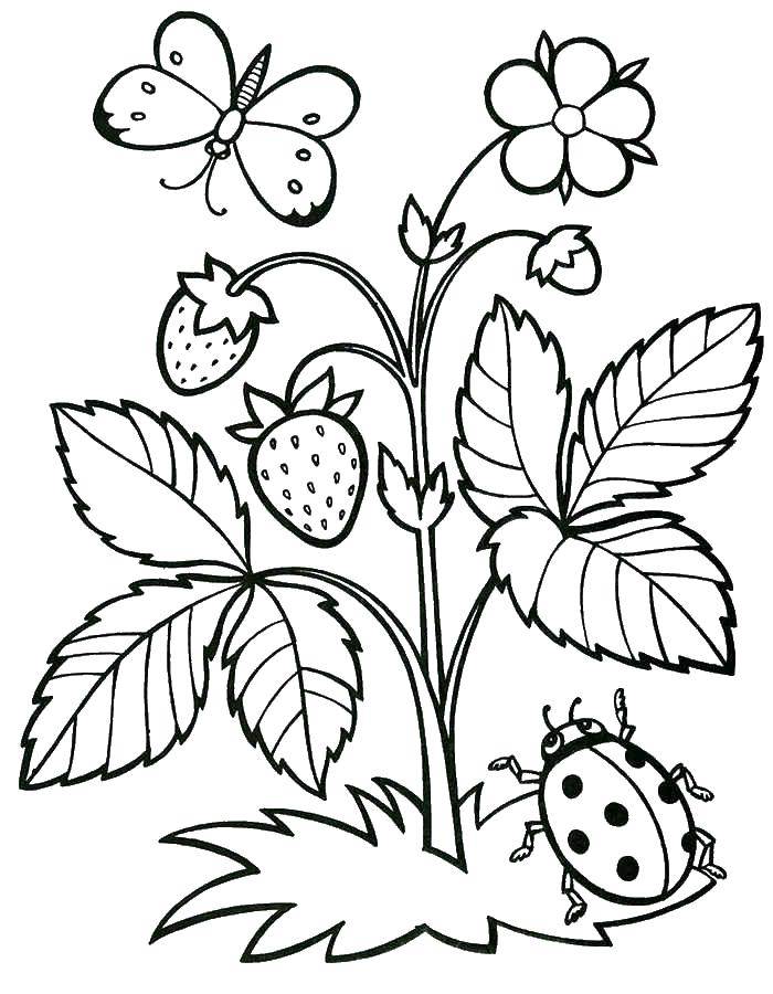Coloring Strawberry. Category berries. Tags:  strawberries.