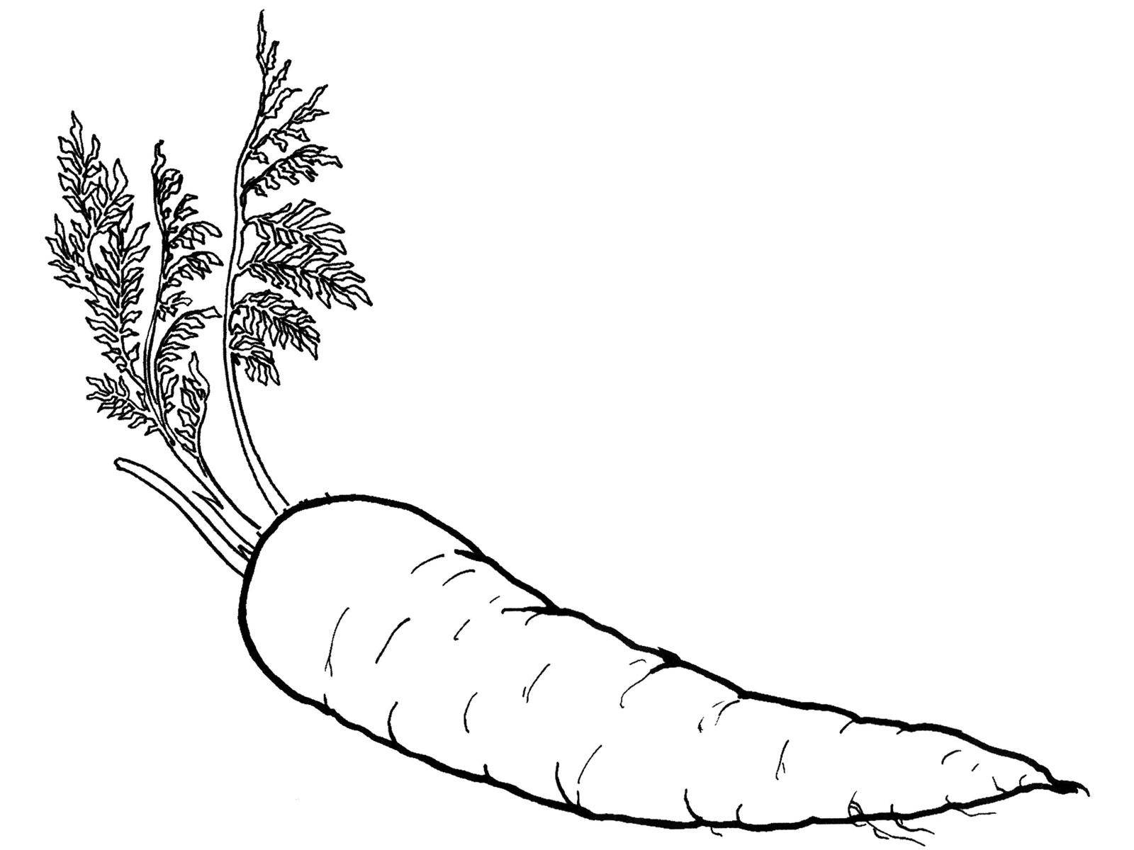 Coloring Carrot. Category vegetables. Tags:  carrot.