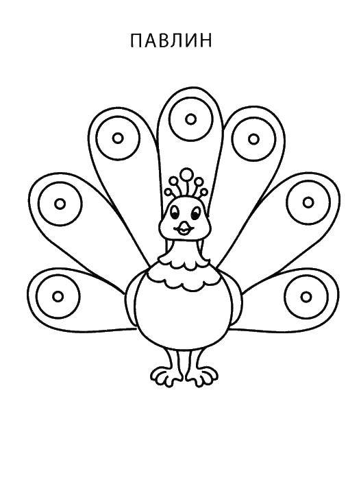 Coloring Peacock. Category Coloring pages for kids. Tags:  Peacock, bird.