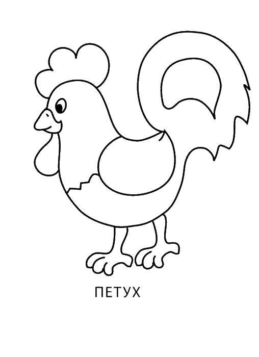 Coloring Cock. Category Coloring pages for kids. Tags:  the cock.