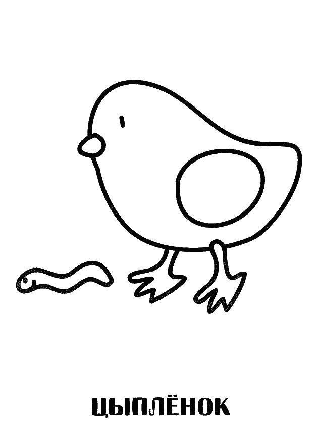 Coloring Chicken catches the worm. Category Animals. Tags:  a chicken, a worm.