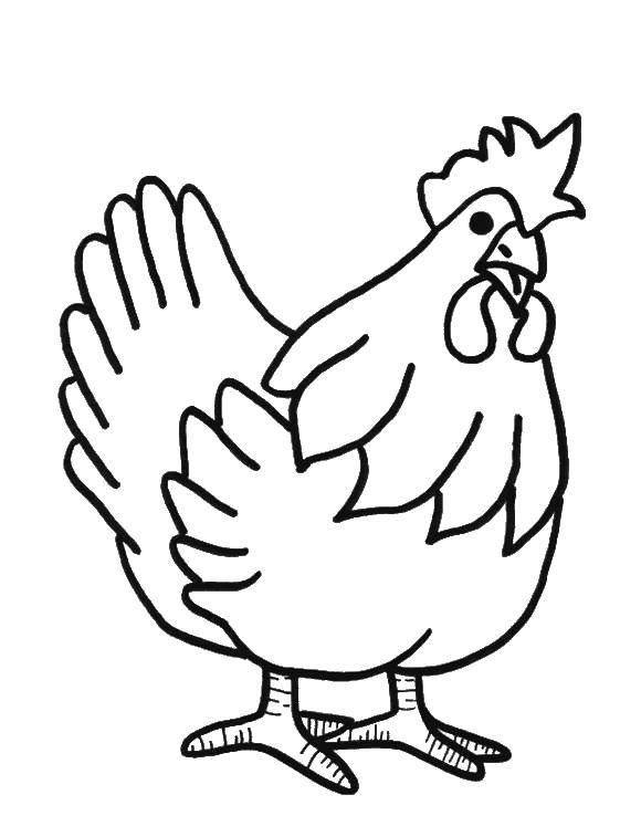 Coloring Chicken. Category Coloring pages for kids. Tags:  Poultry, chicken.
