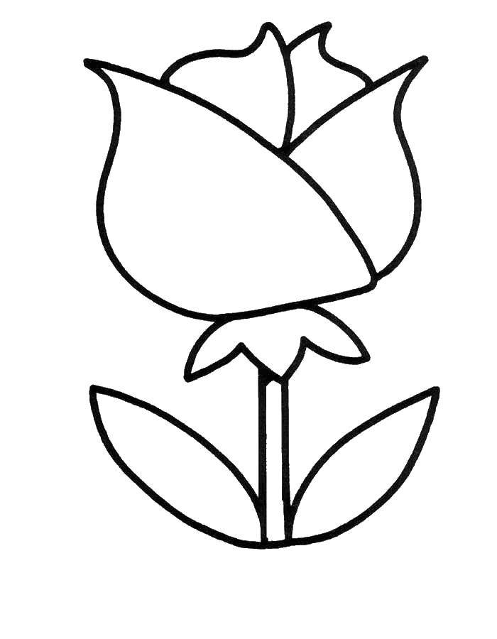 Coloring Rose. Category Coloring pages for kids. Tags:  rose.