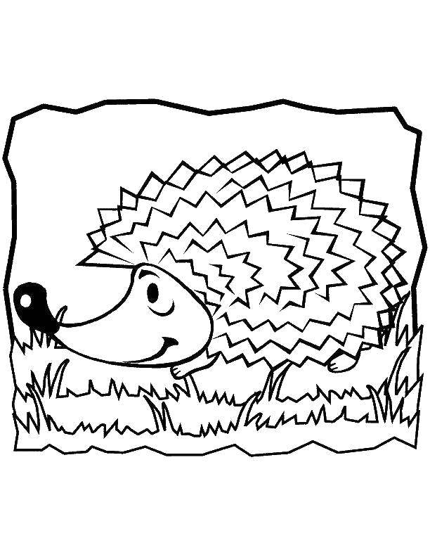 Coloring Hedgehog crawling on the grass. Category Animals. Tags:  animals, hedgehog.
