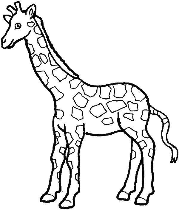 Название: Раскраска Жирафик с пятнышками. Категория: Раскраски для малышей. Теги: Животные, жираф.